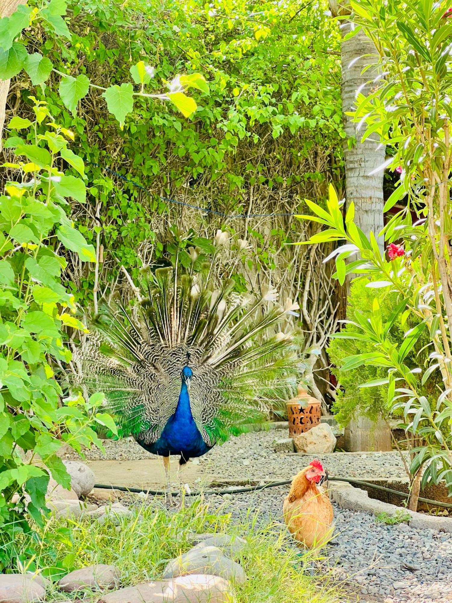 Villa Baddi Marrakech Lagouassem Екстериор снимка